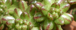 Cuidados de la planta suculenta Aeonium sedifolium o Bejequillo menudo.