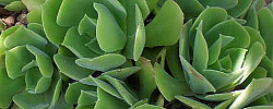 Care of the succulent plant Aeonium virgineum or Virgin Ravine Aeonium.
