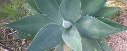 Care of the succulent plant Agave attenuata or Foxtail agave.