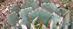 Care of the succulent plant Agave potatorum or Verschaffelt agave.