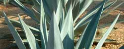 Care of the succulent plant Agave sisalana or Sisal.