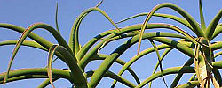 Care of the plant Aloe barberae or Tree aloe.