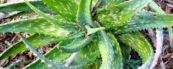 Cuidados de la planta Aloe esculenta o Dishashanogha.