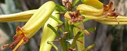 Cuidados de la planta crasa Aloe marlothii o Aloe de Marloth.