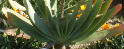 Care of the succulent plant Aloe plicatilis or Fan-aloe.