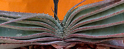 Cuidados de la planta suculenta Aloe suprafoliata o Áloe libro.
