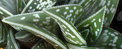 Care of the succulent plant Aloe variegata or Tiger aloe.