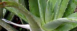 Care of the plant Aloe vera or True Aloe.