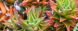 Cuidados de la planta Astroloba spiralis o Aloe spiralis.