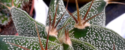 Cuidados del cactus Astrophytum ornatum o Cactus estrella.