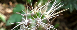 Care of the cacti Austrocactus coxii or Austrocactus intertextus.
