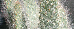 Care of the plant Austrocylindropuntia vestita or Old Man Opuntia.