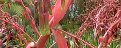 Cuidados de la planta suculenta Beschorneria yuccoides o Lirio de México.