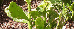 Care of the succulent plant Brasiliopuntia brasiliensis or Brazilian Prickley Pear.