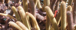 Care of the cactus Cleistocactus winteri or Golden Rat Tail.