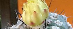 Care of the cactus Copiapoa calderana or Copiapoa lembckei.