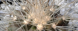 Care of the plant Copiapoa cinerea or Echinocactus cinereus.