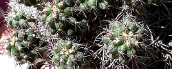Care of the cactus Copiapoa malletiana or Echinocactus malletianus.