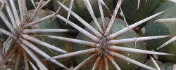 Care of the cactus Coryphantha cornifera or Rhinoceros Cactus.