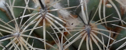 Care of the plant Coryphantha ottonis or Indian Head.