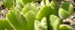 Care of the plant Cotyledon tomentosa or Bear's Paw.