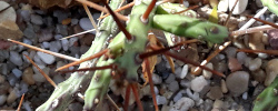 Care of the cacti Cylindropuntia arbuscula or Arizona pencil cholla.