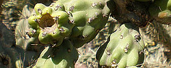 Cuidados de la planta Cylindropuntia imbricata o Tencholote.