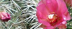 Care of the cactus Cylindropuntia rosea or Hudson pear.