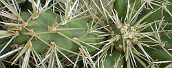 Care of the plant Cylindropuntia tunicata or Sheathed cholla.