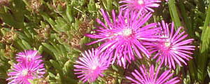 Cuidados de la planta Delosperma cooperi o Alfombra rosa.