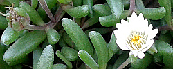Cuidados de la planta suculenta Delosperma karooicum o Planta de hielo.
