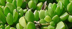 Care of the succulent plant Delosperma lineare or Ice plant.