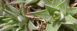 Cuidados de la planta Deuterocohnia lorentziana o Abromeitiella lorentziana.
