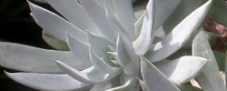Cuidados de la planta suculenta Dudleya albiflora o Siempreviva de flores blancas.
