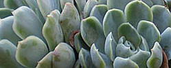 Care of the succulent plant Echeveria elegans or Mexican snow ball.