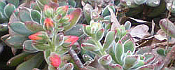 Care of the plant Echeveria pulvinata or Chenille Plant.