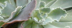Cuidados de la planta Echeveria shaviana o Rosa de hojas ondulantes.