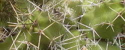 Care of the plant Echinocereus pentalophus or Lady Finger Cactus.