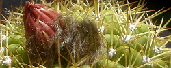 Cuidados del cactus Echinopsis bruchii o Lobivia bruchii.