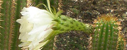 Care of the cactus Echinopsis spachiana or Golden Torch Cereus.