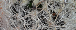 Care of the cactus Eriosyce senilis or Neoporteria senilis.
