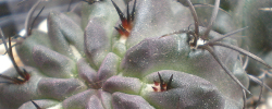 Cuidados del cactus Eriosyce taltalensis o Quisquito de Taltal.