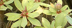 Care of the succulent plant Euphorbia balsamifera or Balsam spurge.
