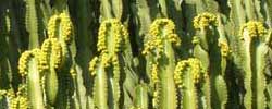 Cuidados de la planta cactiforme Euphorbia candelabrum o Euforbia candelabro.