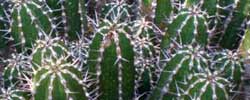 Care of the plant Euphorbia echinus or Euphorbia officinarum subs echinus.