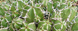 Care of the succulent plant Euphorbia handiensis or Jandia thistle.