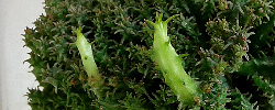 Care of the succulent plant Euphorbia procumbens or Jellyfish Head Euphorbia.