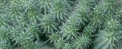 Care of the plant Euphorbia suzannae or Suzanne's Spurge.