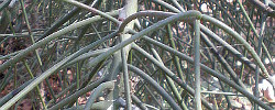 Care of the succulent plant Euphorbia tirucalli or Pencil cactus.