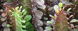Care of the succulent plant Euphorbia trigona or African Milk Tree.